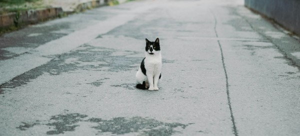 Kastrační program Mariánské Lázně 2025