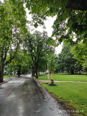 Dosadba dřevin na území města