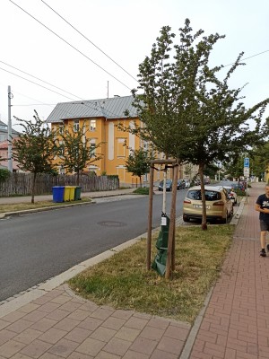 Dosadba dřevin na území města