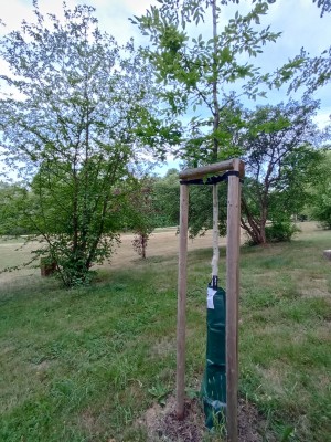 Dosadba dřevin na území města