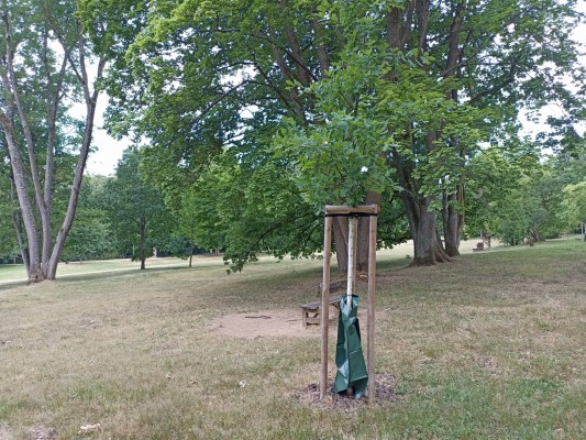 Dosadba dřevin na území města