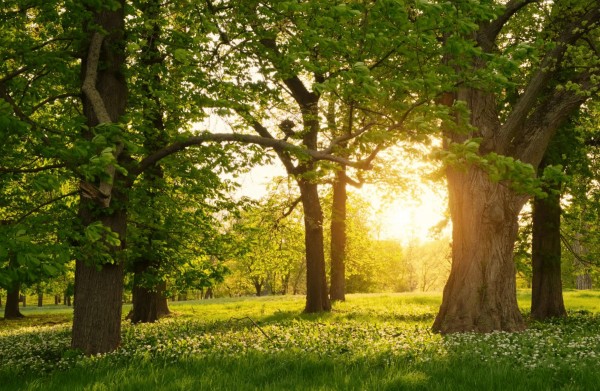 Dosadba dřevin na území města