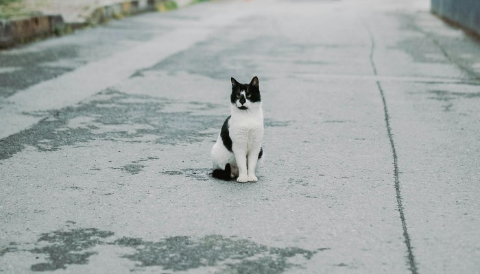 Kastrační program Mariánské Lázně 2025